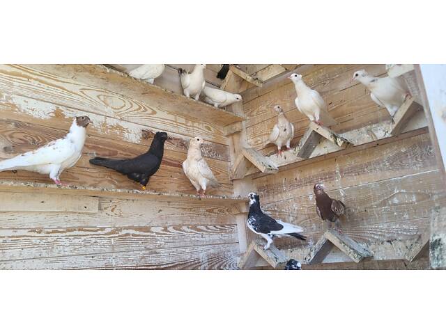 Голуби Бойные бакинцы - Фото 2