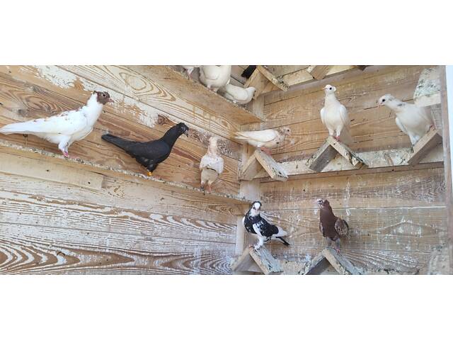 Голуби Бойные бакинцы - Фото 3