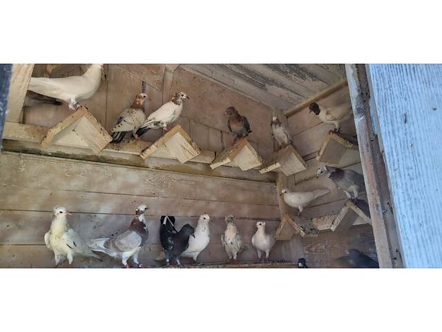 Голуби Бойные бакинцы - Фото 4