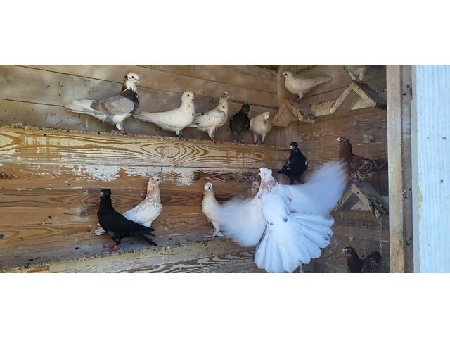 Голуби Бойные бакинцы - Фото 5