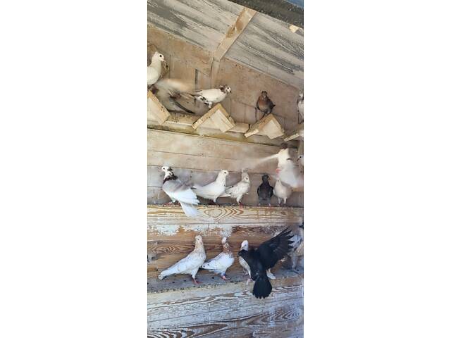 Голуби Бойные бакинцы - Фото 6