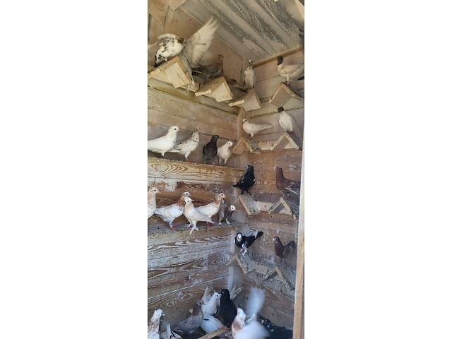 Голуби Бойные бакинцы - Фото 7