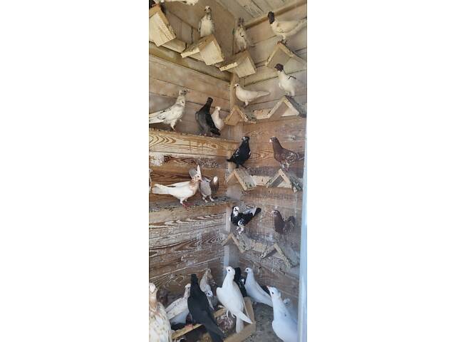 Голуби Бойные бакинцы - Фото 8