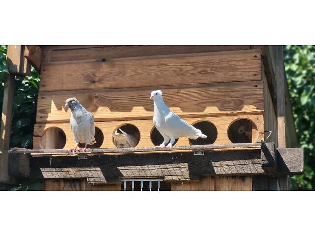 Голуби Бойные бакинцы - Фото 9