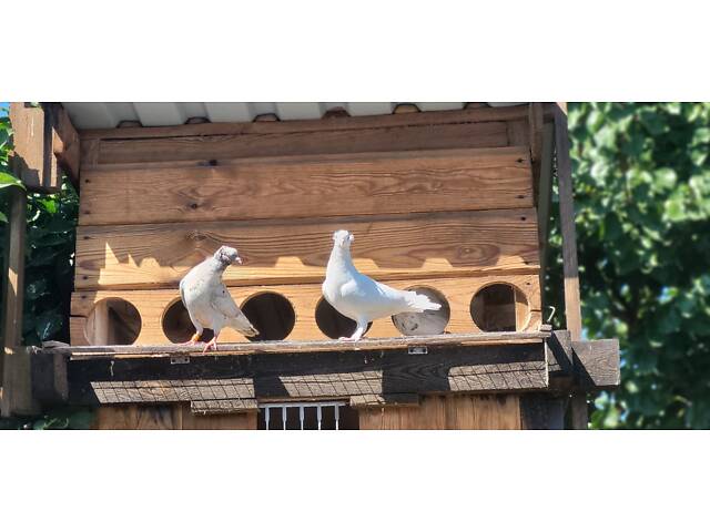 Голуби Бойные бакинцы - Фото 10