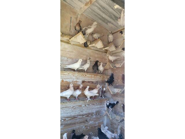 Голуби Бойные бакинцы - Фото 11