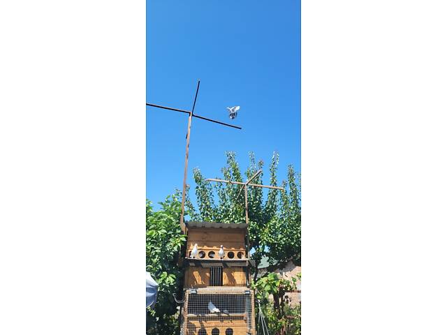 Голуби Бойные бакинцы - Фото 12