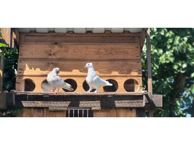 Голуби Бойные бакинцы - Фото 13