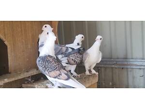 Голуби блондинеты, сатинеты