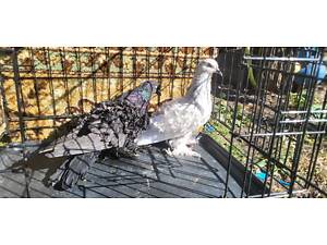 Голуби кучеряві