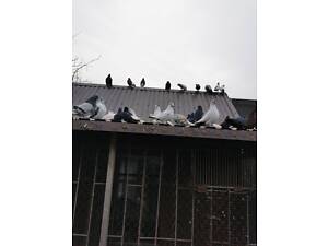 Голуби миколаєвські