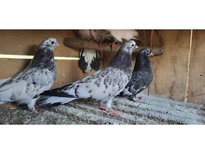 Голуби Миколаївські райдужні