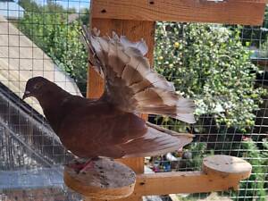 Голуби Павліни