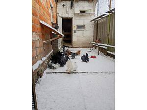 Голуби павлини. Ціна договірна.