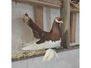 Голуби армавіри та статні