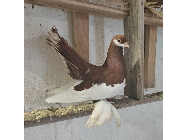 Голуби померанські дутиші - Фото 1