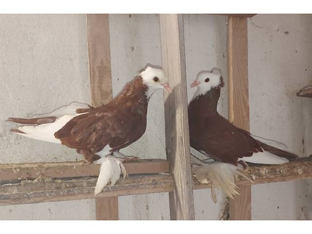 Голуби померанські дутиші - Фото 4