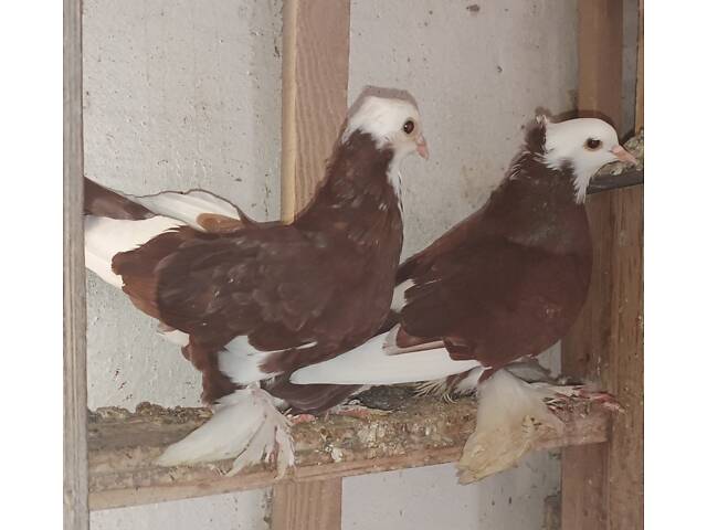 Голуби померанські дутиші - Фото 5