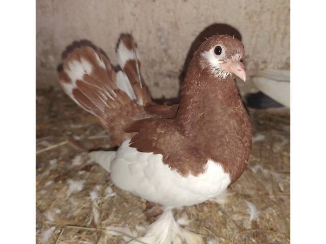 Голуби померанські дутиші - Фото 2