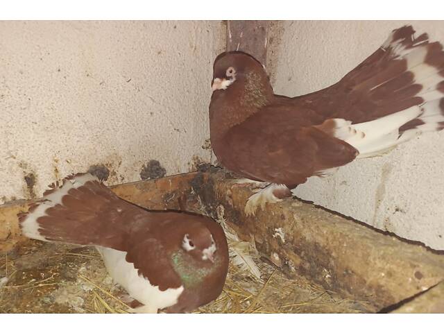 Голуби померанські дутиші - Фото 3