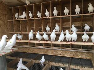 Голуби породы Хаббелл и Сильвер Кинг