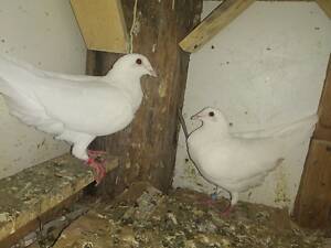 Голуби почта белые возможна продажа на праздники и торжества