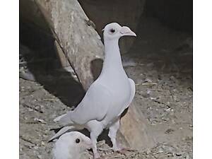 Голубка кар'єра біла