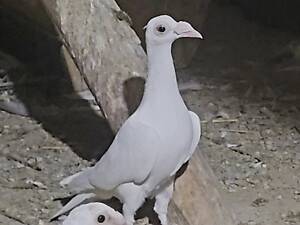 Голубка кар'єра біла