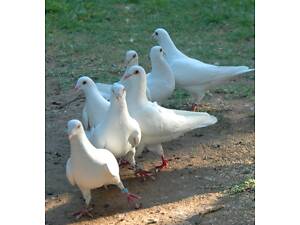 Голуби білі спортивні