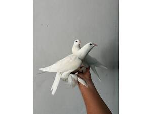 Голуби декоративні Торкути