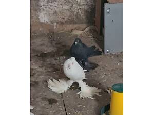 Голуби дутіші (Якісні)