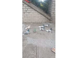 Голуби миколаївські