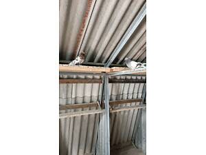 Голуби миколаївські