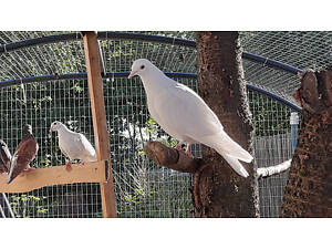 голуби павичі, поштові