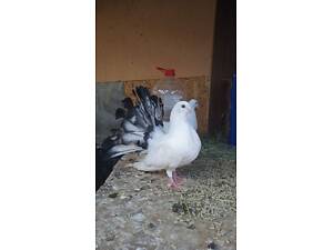 Голуби Павичі Різних забарвлень