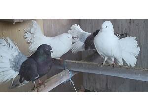 Голуби Павичі Різних забарвлень