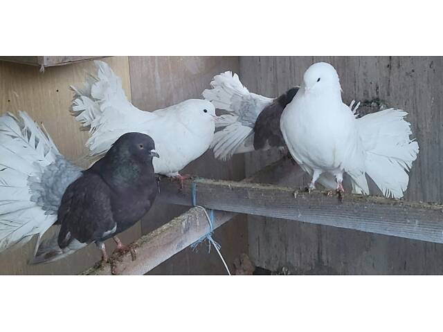 Голуби Павичі Різних забарвлень - Фото 1