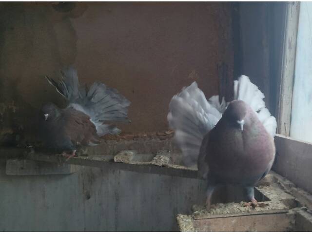 Голуби Павичі Різних забарвлень - Фото 2