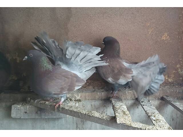 Голуби Павичі Різних забарвлень - Фото 3