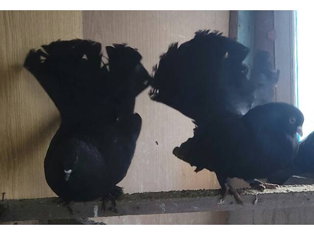 Голуби Павичі Різних забарвлень - Фото 4