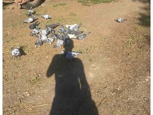 Поштові голуби