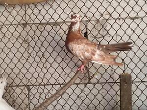 Голуби стараказачие