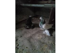 Голуби узбеки...