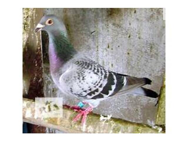 Поштові голуби 25 року - Фото 3
