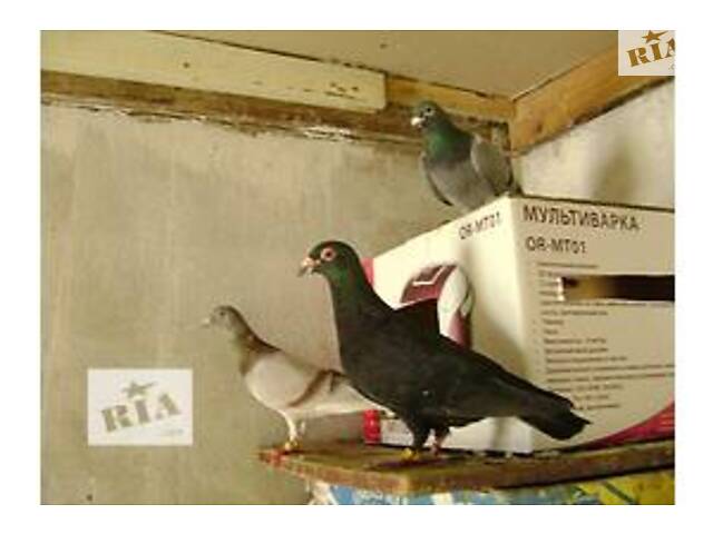 Поштові голуби 25 року - Фото 4