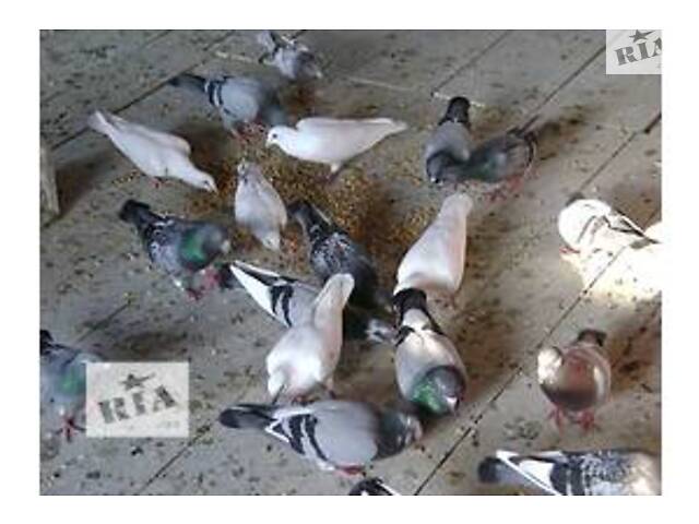 Поштові голуби 25 року - Фото 5