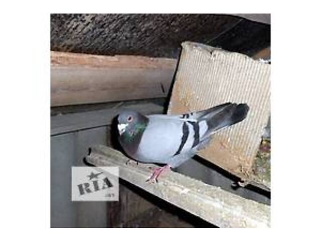 Поштові голуби 25 року - Фото 6