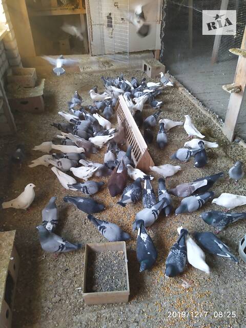 Поштові голуби 25 року - Фото 7