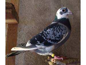 Голуби поштові 24 року