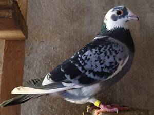 Поштові голуби 24 року